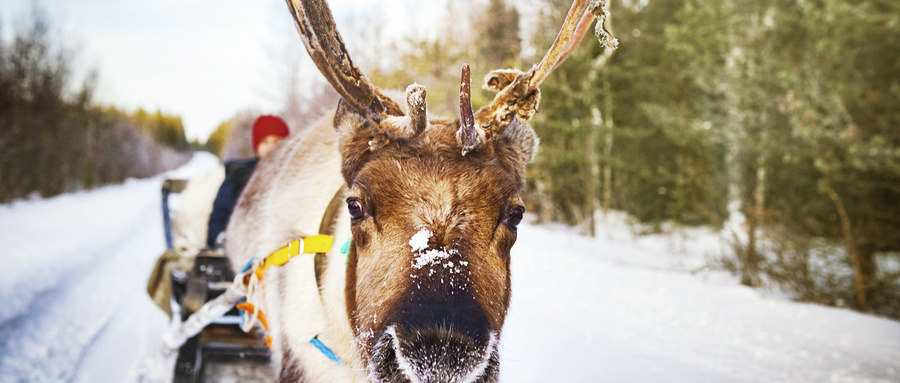 摄图网_501120141_wx_北欧芬兰洛瓦涅米圣诞老人村驯鹿拉雪橇（企业商用）.jpg